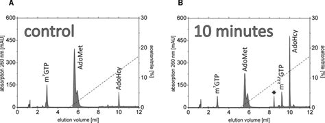 HPLC-based methyltransferase assay showing the catalytic activity of ...