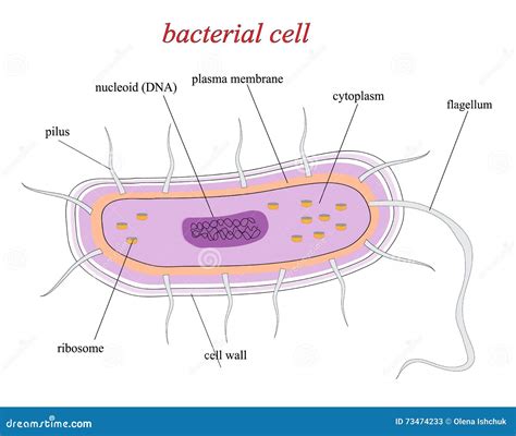 Basic Structure Of Bacteria