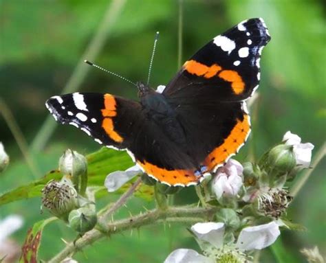 Red Admiral Caterpillar