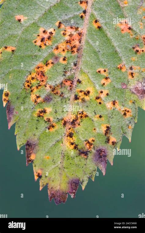 Rose Rust fungus on the underside of a rose leaf. This disease is caused by the rust fungus ...