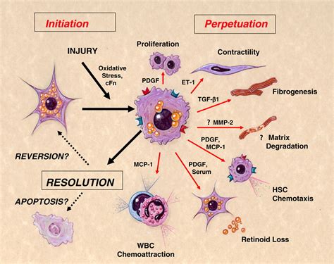 Stellate Cells