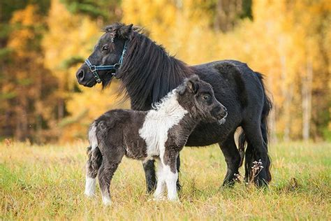 Shetland Pony » Horse Breed Profile » Facts, Colors, Pictures