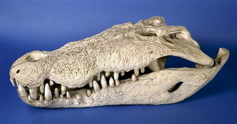 Saltwater Crocodile Skull Photograph by Science Photo Library