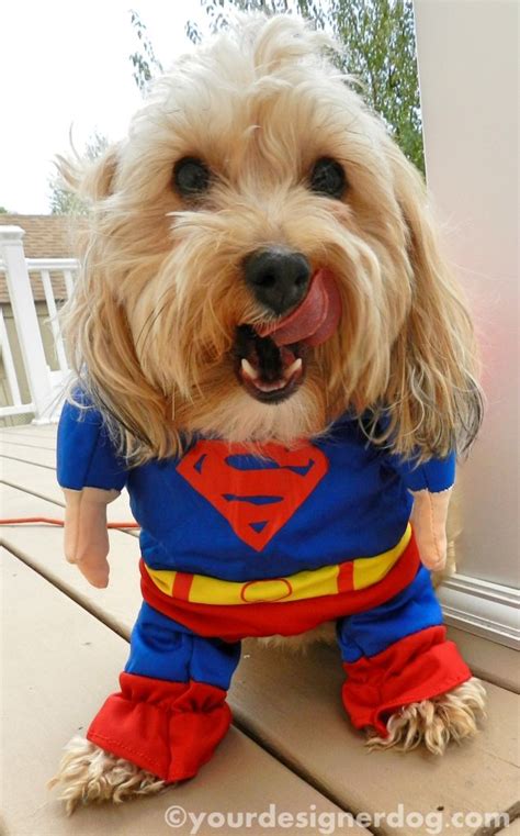 Superman - Halloween Costumes for Dogs - YourDesignerDog | Dog accessories, Dog tent, Pet care dogs