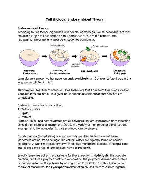 Cell Biology Endosymbiont Theory - Cell Biology: Endosymbiont Theory ...