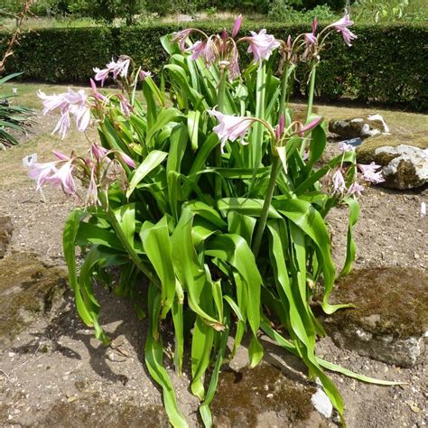 Crinum powelii – Nurseries Caroliniana