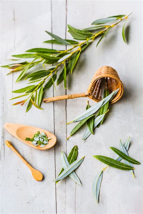 White willow leaves (Salix alba) - Stock Image - C034/8321 - Science ...