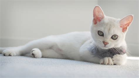 Burmilla Cats | Pet Health Insurance & Tips