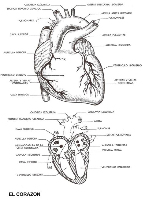 Lista Foto Partes Del Corazon Humano Para Colorear El Ltimo | The Best ...