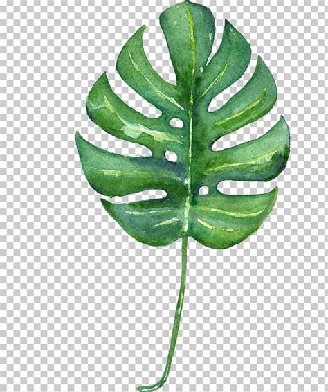 watercolor tropical leaves png 10 free Cliparts | Download images on Clipground 2024