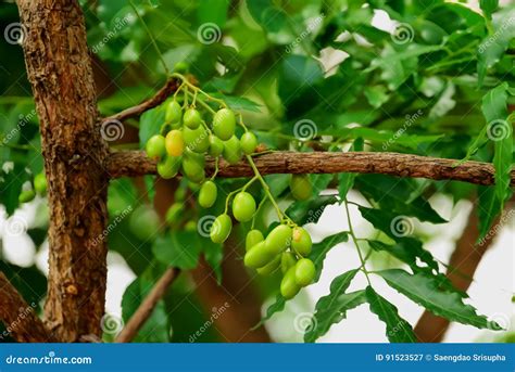 Seeds on tree stock image. Image of growth, ayurvedic - 91523527