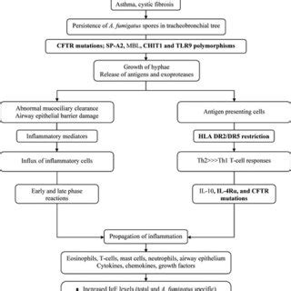 Treatment protocols for the management of ABPA | Download Table