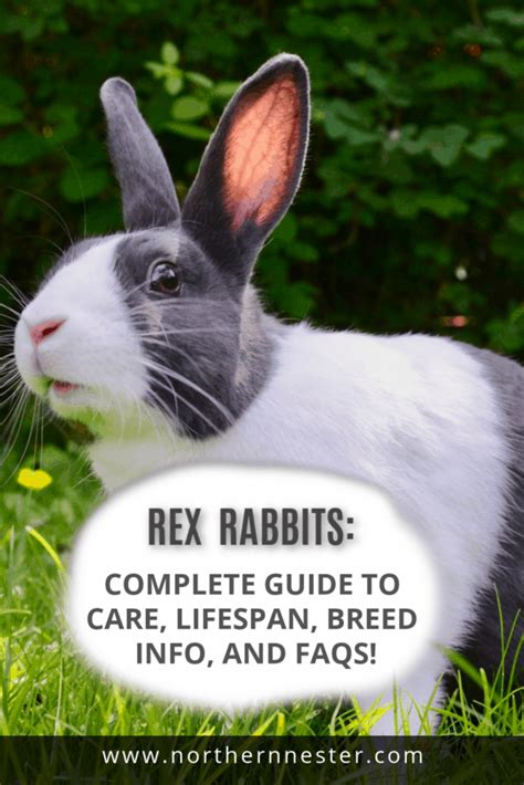 Rex Rabbits: Complete Guide to Care, Lifespan, Breed info, and FAQs!