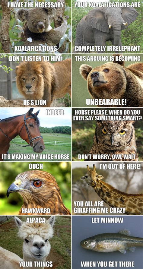 Funny animals meme
