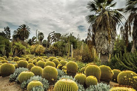 Succulents At Huntington Desert Garden No. 1 Photograph by Belinda Greb