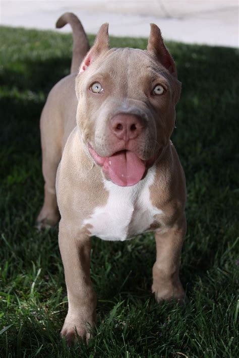 Pin by Moleshia Manning on I Love dogs so much! | Pitbull dog puppy, Pitbull dog, Pitbull terrier