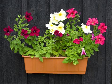 Flowers | Free Stock Photo | Petunias in a flower pot | # 7989