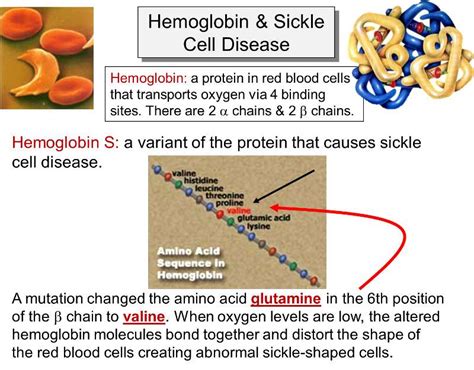 Sickle Cell Anemia Mutation