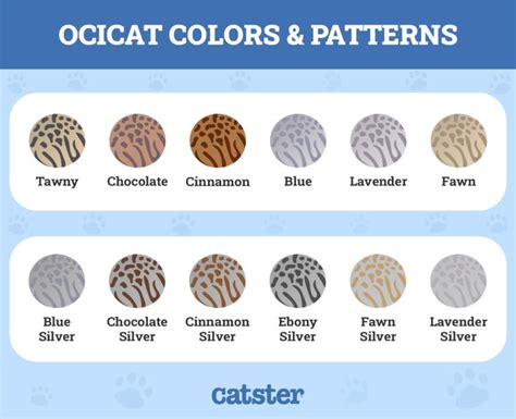 12 Ocicat Colors & Patterns (With Pictures) - Catster