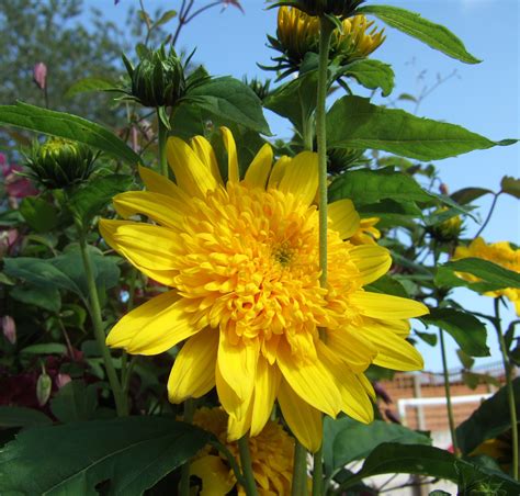 Helianthus 'Double Whammy' | Established Helianthus | Proctors Nursery