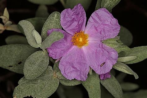 Cistus albidus L. [hoseito.com]