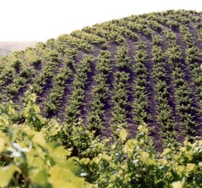 Pesenti Vineyard | Wine History Project of San Luis Obispo County