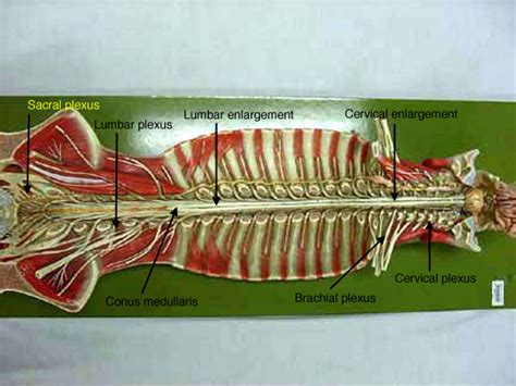 Labeled Spinal Cord Model