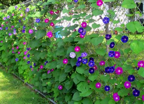 30 Morning Glory Vine Mixed Colors Ipomoea Seeds