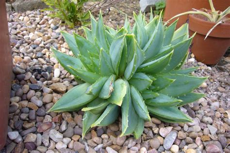 Spiky obsession: Aloe polyphylla: update 2