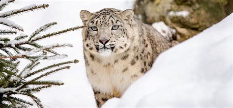 Why spotting the elusive snow leopard in Ladakh is like peekaboo with a ...