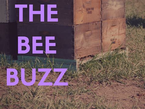 The Bee Buzz : Bees in the News | Sleeping Bear Farms