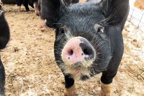 Berkshire Hogs — Whitney Creek Farm