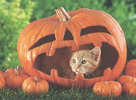 A Halloween Cat In A Pumpkin wallpaper | animals | Wallpaper Better