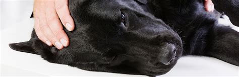 Lyme Disease in Dogs: Signs, Diagnosis & Treatment