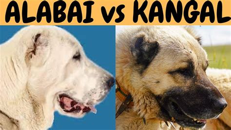 ALABAI vs KANGAL dogs! What are the similarities and the differences ...