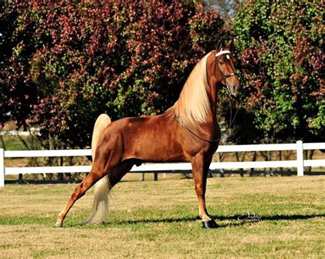 Tennessee Walking Horse. Gorgeous. Tennessee Walker Horse, Walking ...