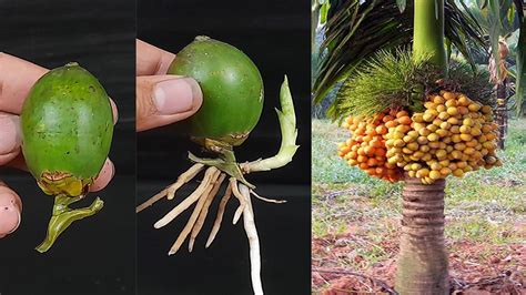 Unique Skill How to grow Betel Nut tree from Betel Nut | How to make a ...