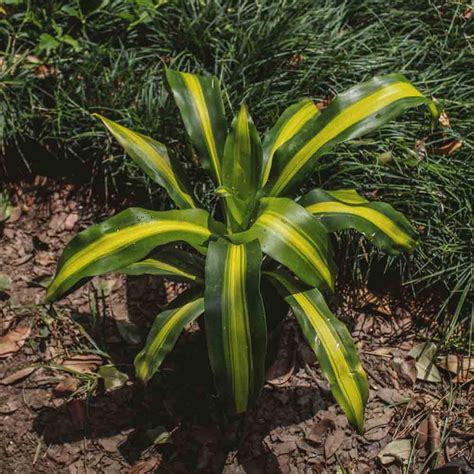 Corn Plant Buy Dracaena fragrans Massangeana - Nursery Nisarga