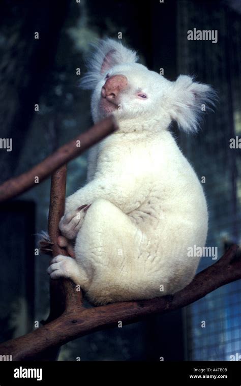 MAMMAL ALBINO KOALA Stock Photo - Alamy