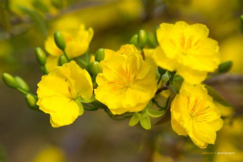 P2180135 | Yellow Apricot blossom closeup ( Hoa mai ) | Jethuynh ...