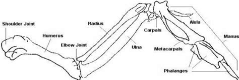 how is chicken similar to human skin? what you need :chicken wing,dissecting kit, gloves ...