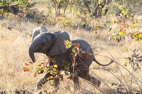 Elephants Prove They Have Emotions With Heartbreaking Displays Of Grief