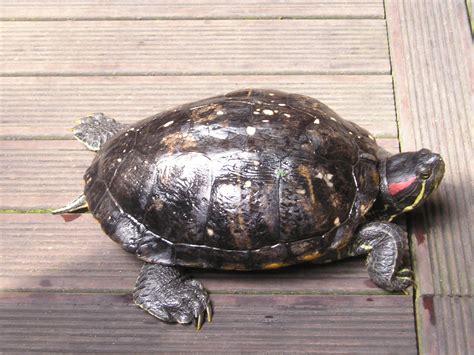 Red-Eared Slider Turtle Facts, Habitat, Diet, Pet Care, Pictures