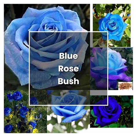 How to Grow Blue Rose Bush - Plant Care & Tips | NorwichGardener