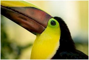 Wildlife of Brazil, Discover magical Brazil