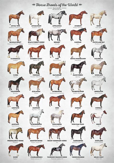 Horse Breeds of the World Digital Art by Zapista OU | Pixels