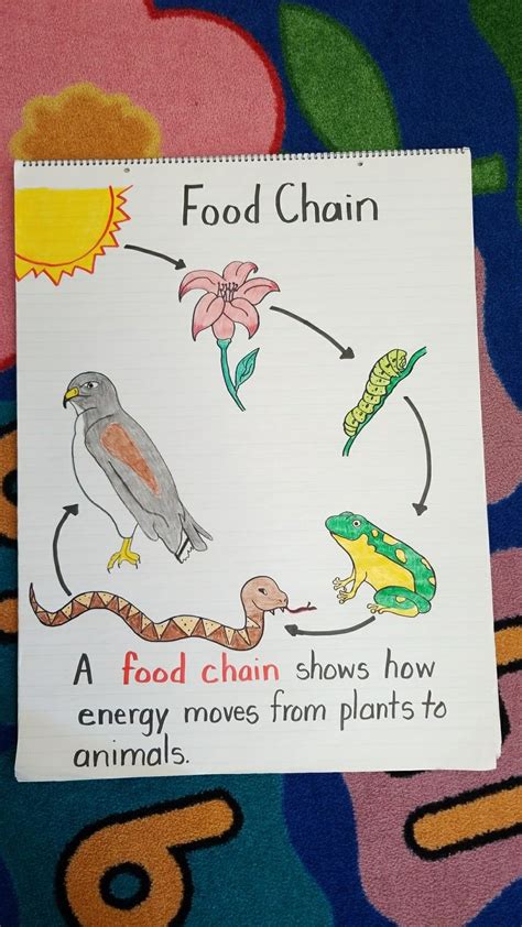 Food Chain Worksheet For 1st Grade - Worksheets