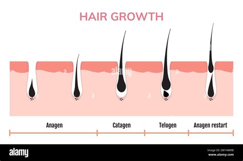 Hair growth cycle skin. Follicle anatomy anagen phase, hair growth ...