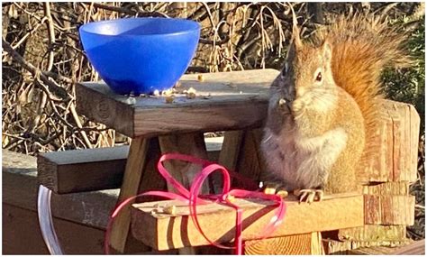 Squirrel goes viral after getting drunk off fermented pears