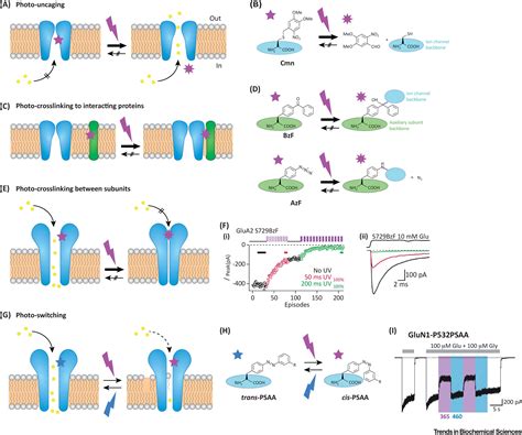 Probing Ion Channel Structure and Function Using Light-Sensitive Amino ...